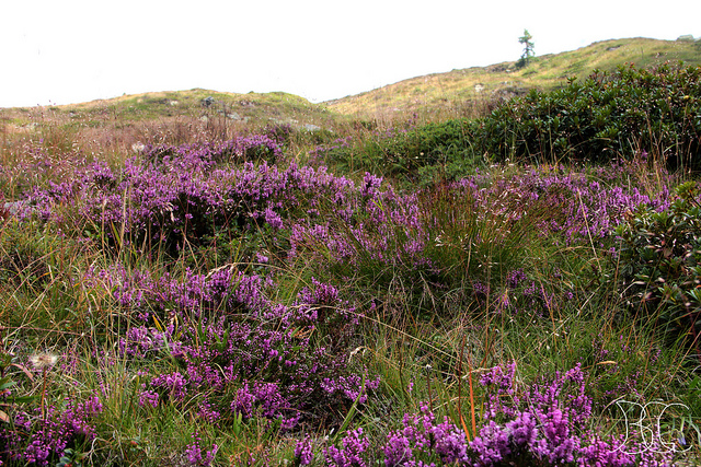 اریکا کارنیا